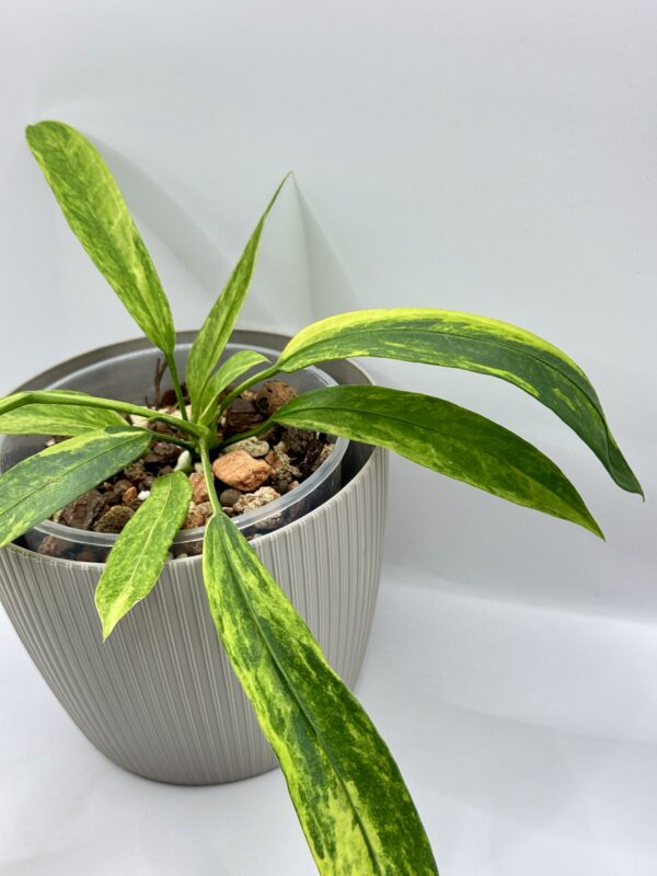 Anthurium Vittarifolium Variegata Ø-6cm H-15cm - obrazek 4