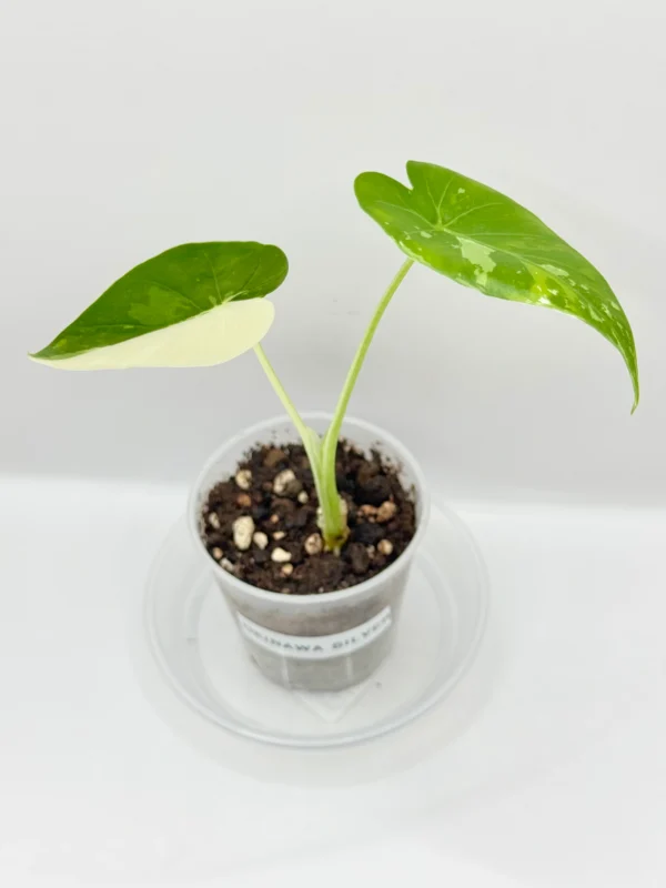 Alokazja Okinawa Silver Variegata Ø-6cm H-10cm