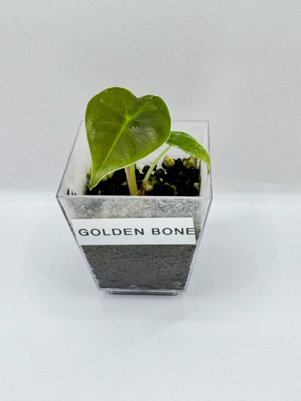 Alocasia Golden Bone Ø-6cm H-10cm