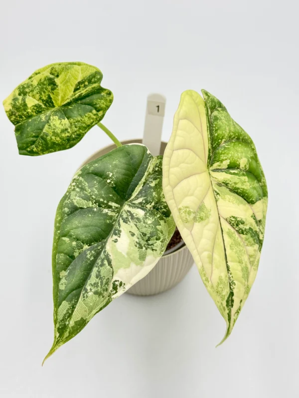 Alocasia Dragon Scale Variegata Ø-9cm H-20cm - obrazek 3