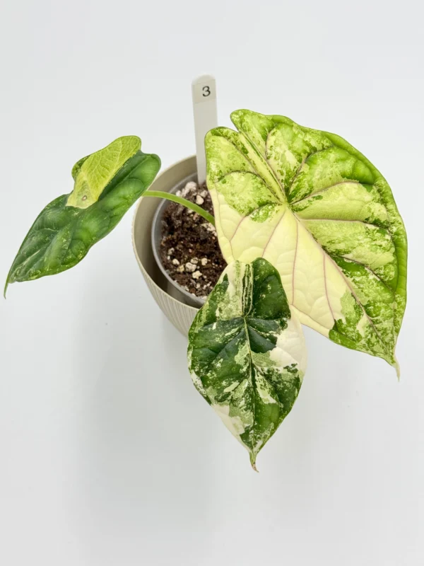 Alocasia Dragon Scale Variegata Ø-9cm H-20cm