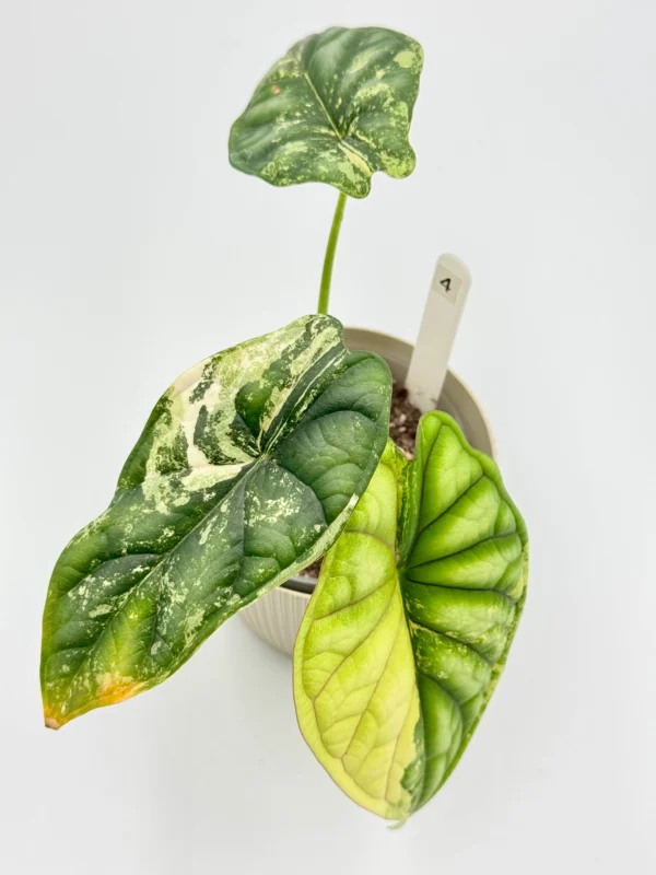 Alocasia Dragon Scale Variegata Ø-9cm H-20cm - obrazek 4