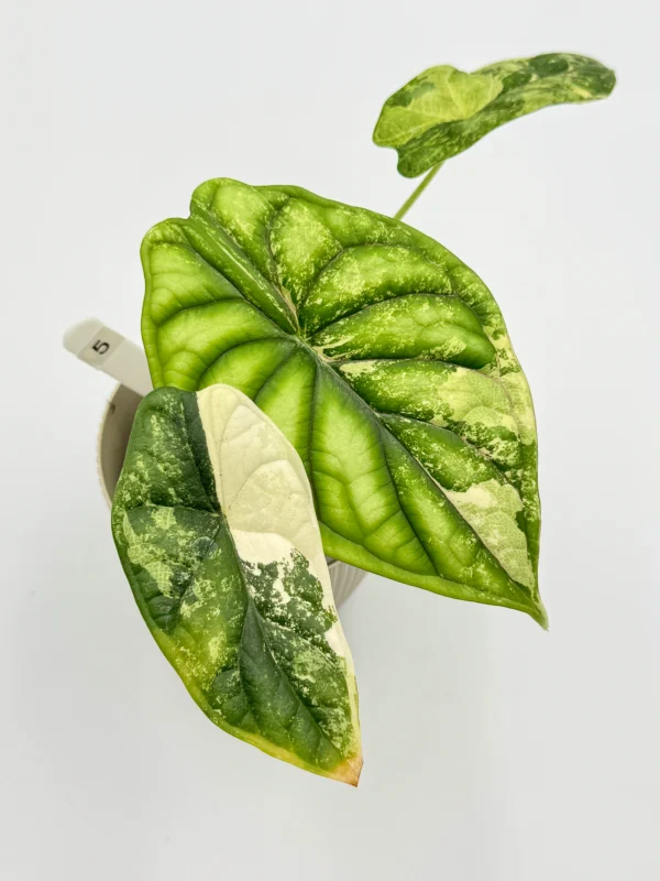 Alocasia Dragon Scale Variegata Ø-9cm H-20cm - obrazek 5