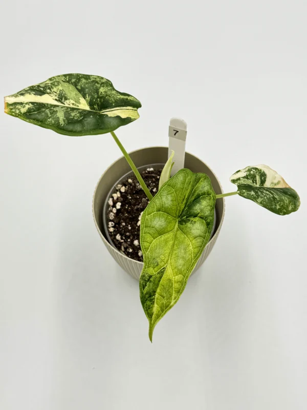 Alocasia Dragon Scale Variegata Ø-9cm H-20cm - obrazek 7