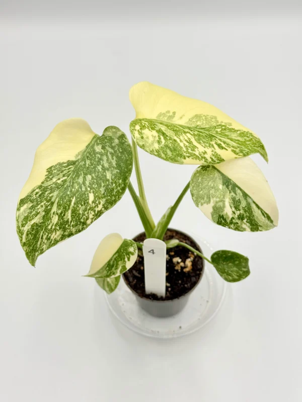 Monstera Creme Brúlee Ø-9cm H-25cm