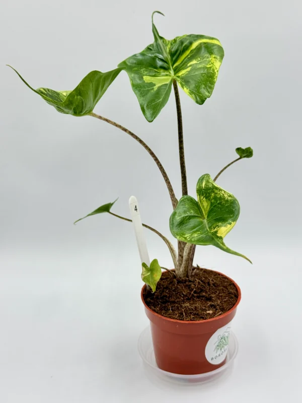 Alocasia Stingray Variegata Ø-10cm H-25cm - obrazek 2