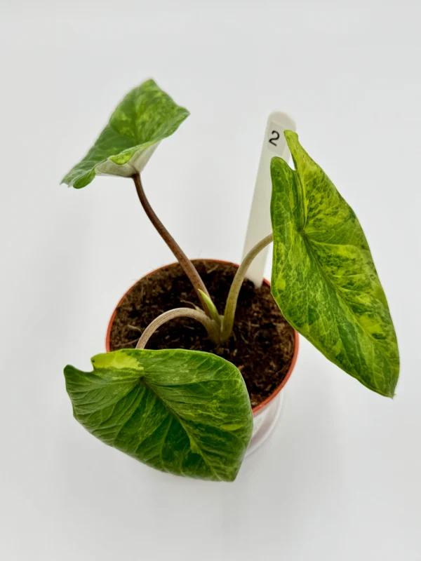 Alocasia Scalprum Variegata Ø-10cm H-20cm - obrazek 4