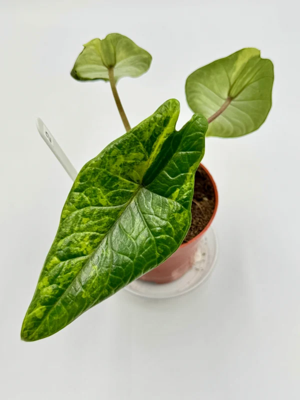 Alocasia Scalprum Variegata Ø-10cm H-20cm - obrazek 5