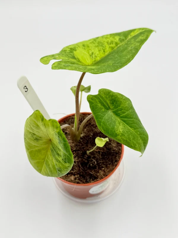 Alocasia Scalprum Variegata Ø-10cm H-20cm - obrazek 6