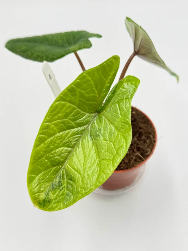 Alocasia Scalprum Variegata Ø-10cm H-20cm - obrazek 7