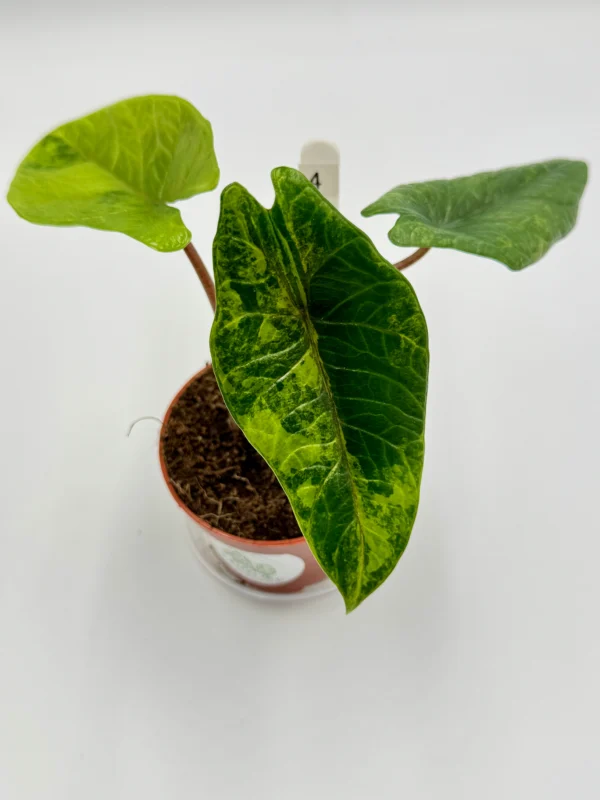 Alocasia Scalprum Variegata Ø-10cm H-20cm - obrazek 8