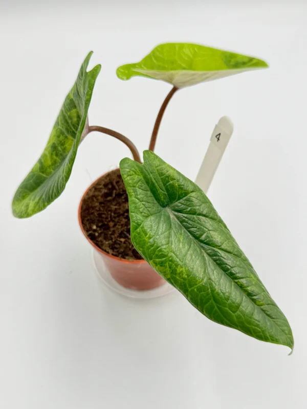 Alocasia Scalprum Variegata Ø-10cm H-20cm - obrazek 9