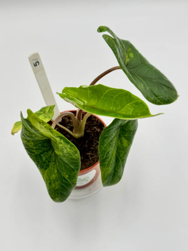 Alocasia Scalprum Variegata Ø-10cm H-20cm - obrazek 10