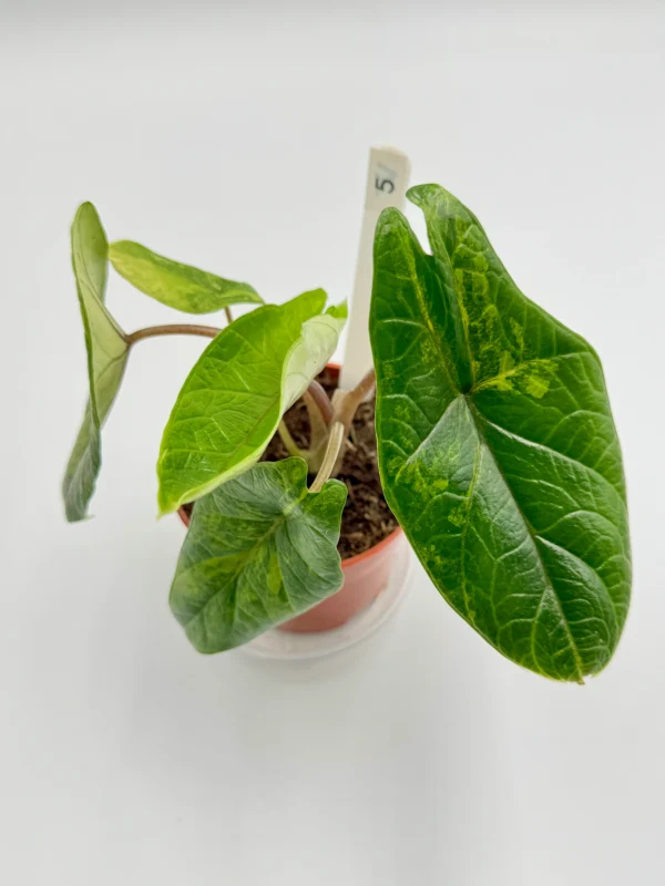 Alocasia Scalprum Variegata Ø-10cm H-20cm - obrazek 12