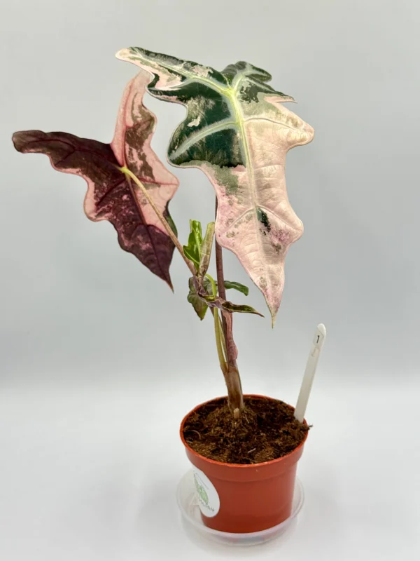Alocasia Nobilis Pink Variegata Ø-10cm H-15cm - obrazek 3