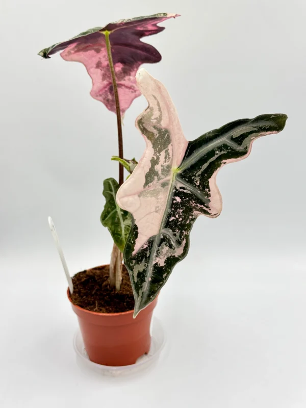 Alocasia Nobilis Pink Variegata Ø-10cm H-15cm - obrazek 4