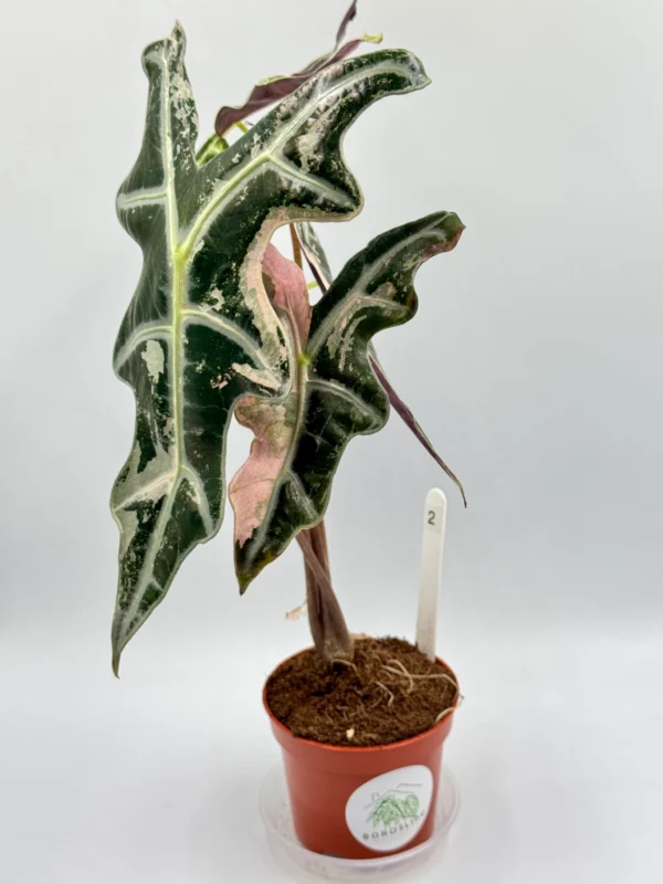 Alocasia Nobilis Pink Variegata Ø-10cm H-15cm - obrazek 5