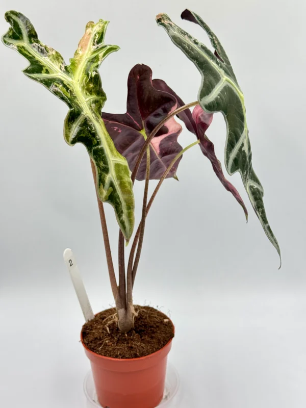 Alocasia Nobilis Pink Variegata Ø-10cm H-15cm - obrazek 6