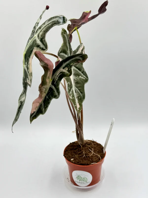 Alocasia Nobilis Pink Variegata Ø-10cm H-15cm - obrazek 7