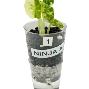 Alocasia Ninja Albo