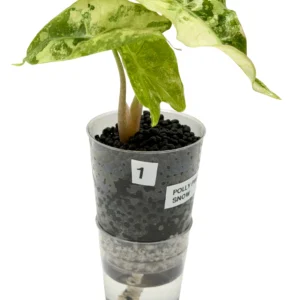 Alocasia Polly Snow Pink/Albo