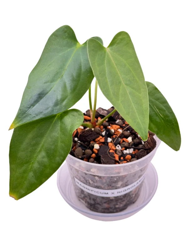 Anthurium Magnificum x Nigrolaminum Gigi Ø-9cm H-15cm