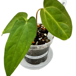 Anthurium Magnificum x Papillilaminum Pure Ø-10cm H-15cm - obrazek 3