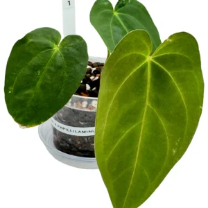 Anthurium Magnificum x Papillilaminum Pure Ø-10cm H-15cm