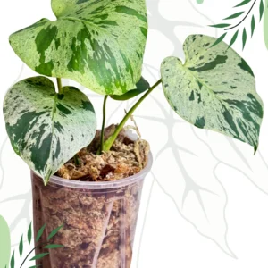 Monstera Bulbasaur Ø16cm H-20cm