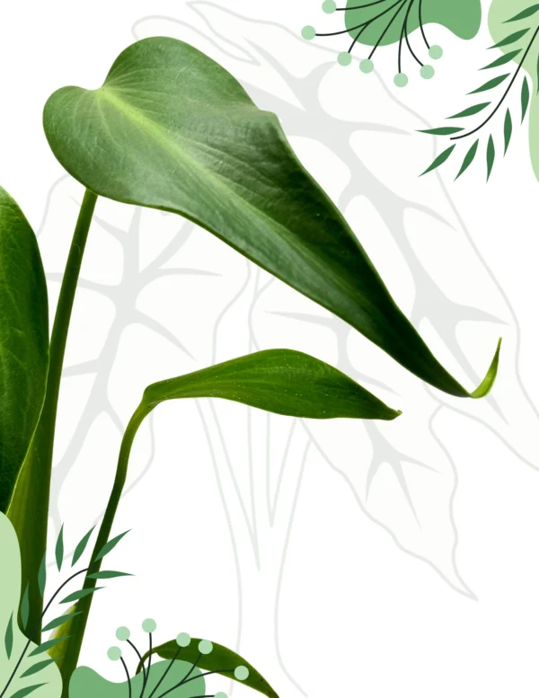Monstera Burle Marx Flame Ø-9cm H-25cm - obrazek 3