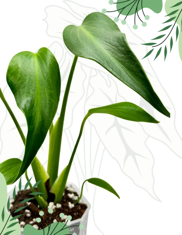 Monstera Burle Marx Flame Ø-9cm H-25cm - obrazek 2