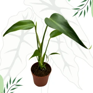Monstera Burle Marx Flame Ø-9cm H-25cm