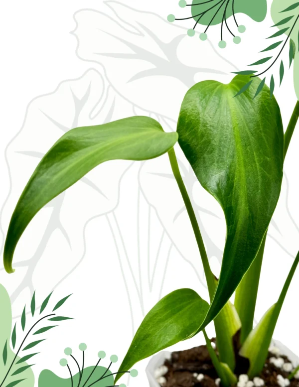Monstera Burle Marx Flame Ø-9cm H-25cm - obrazek 4