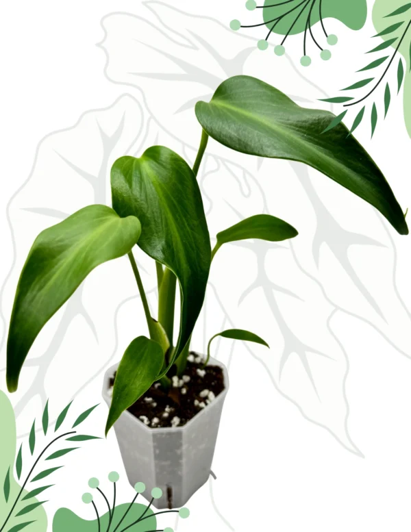 Monstera Burle Marx Flame Ø-9cm H-25cm