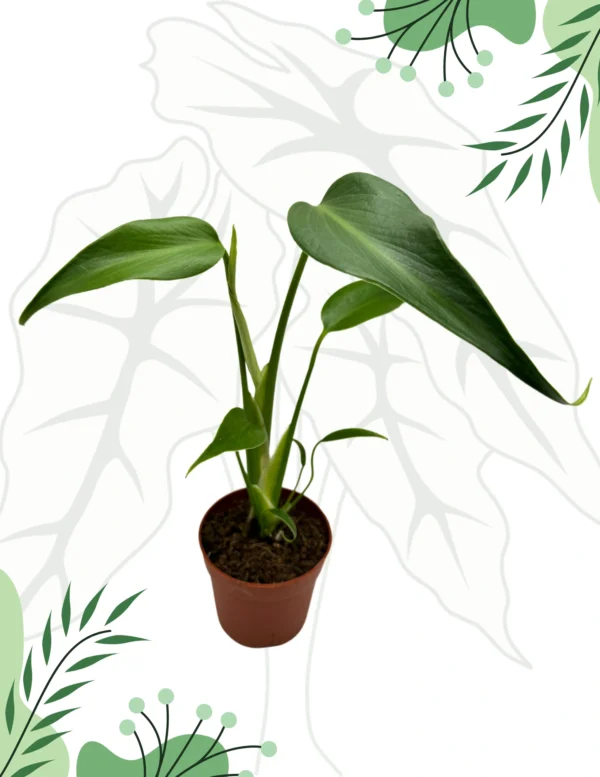 Monstera Burle Marx Flame Ø-9cm H-25cm