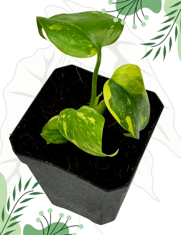 Monstera Electrolight Ø-6cm H-10cm