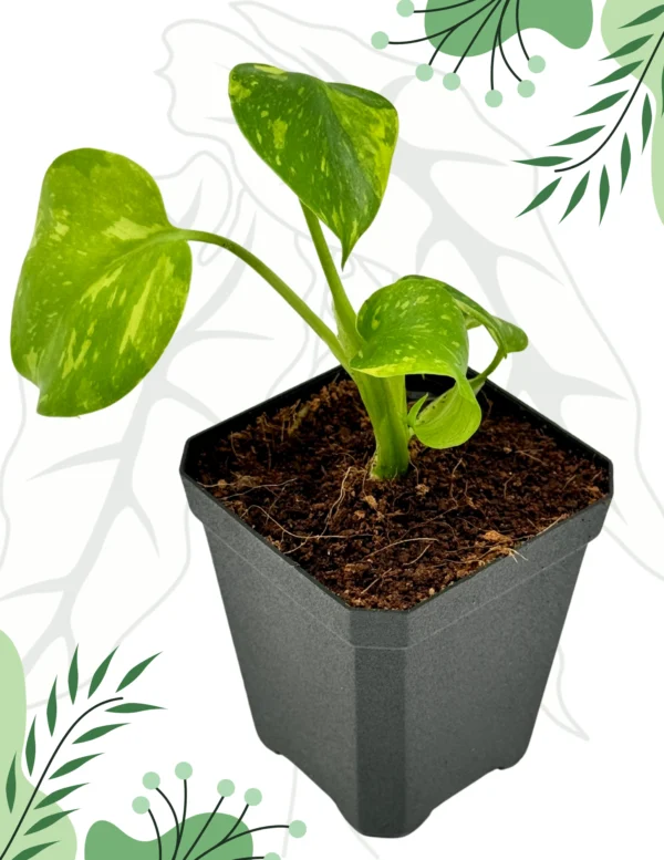 Monstera Electrolight Ø-6cm H-10cm