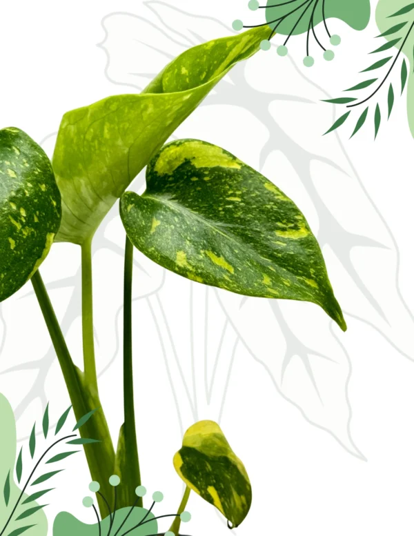 Monstera Electrolight Ø-6cm H-10cm - obrazek 6