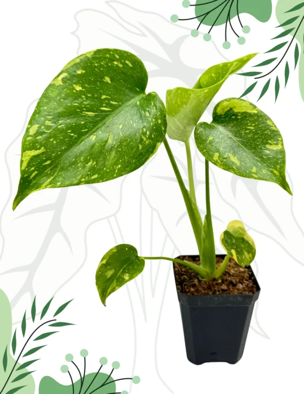 Monstera Electrolight Ø-6cm H-10cm