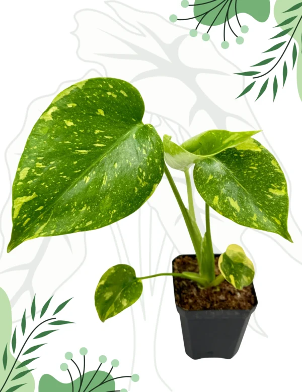Monstera Electrolight Ø-6cm H-10cm - obrazek 4