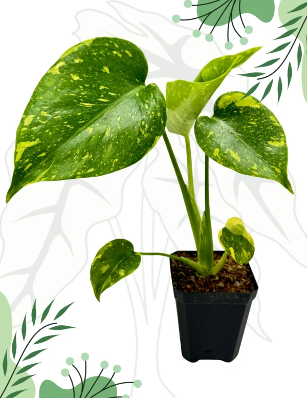 Monstera Electrolight Ø-6cm H-10cm - obrazek 3