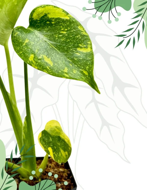 Monstera Electrolight Ø-6cm H-10cm - obrazek 2