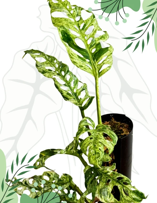 Monstera Frozen Freckles Ø-10cm H-35cm - obrazek 5