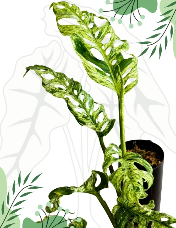Monstera Frozen Freckles Ø-10cm H-35cm - obrazek 4