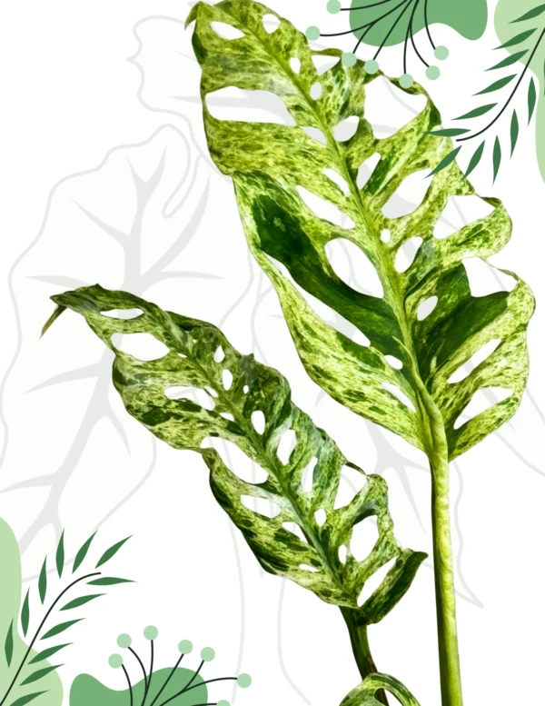 Monstera Frozen Freckles Ø-10cm H-35cm - obrazek 6