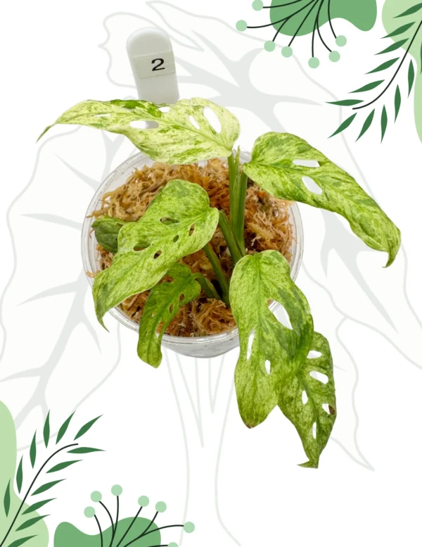 Monstera Frozen Freckles Ø-6cm H-10cm - obrazek 2
