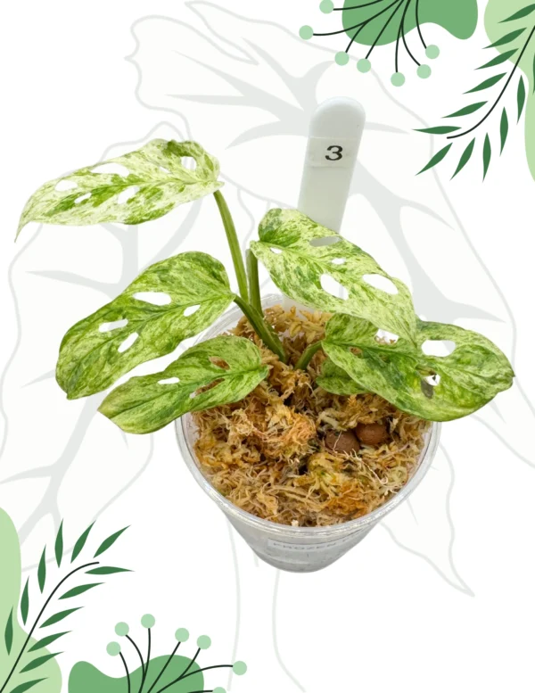 Monstera Frozen Freckles Ø-6cm H-10cm