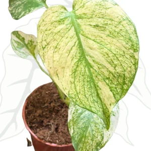 【希少】Monstera deliciosa mint variegata Monstera deliciosa 'Mint' variegata ~ 18cm - Sklep z