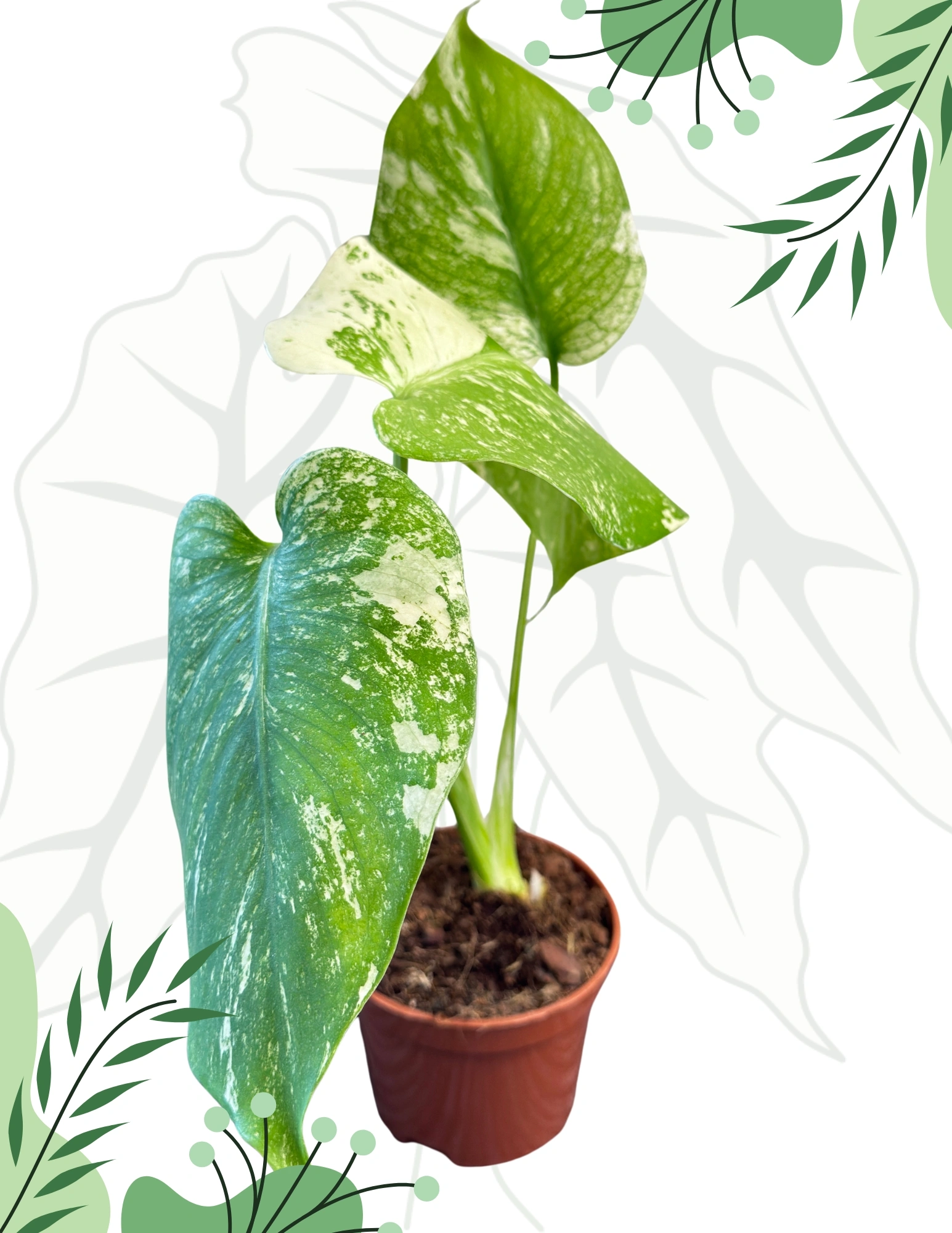 【希少】Monstera deliciosa mint variegata 1 Monstera deliciosa 'Mint' variegata ~ 35cm - Sklep z