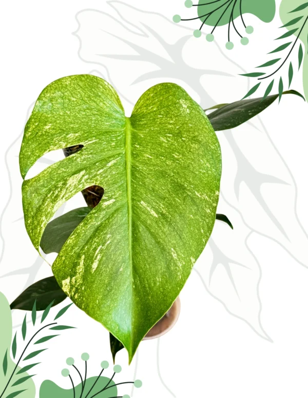 Monstera Mint Variegata Ø-6cm H-20cm
